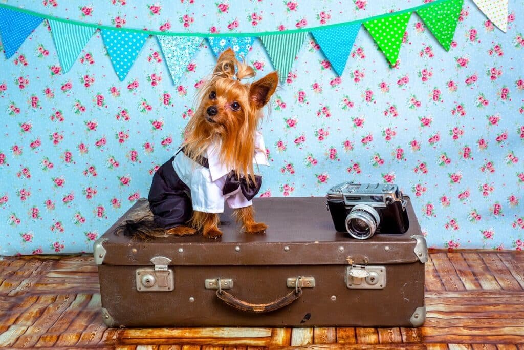 Consigli per Viaggiare in Marocco con Animali Domestici