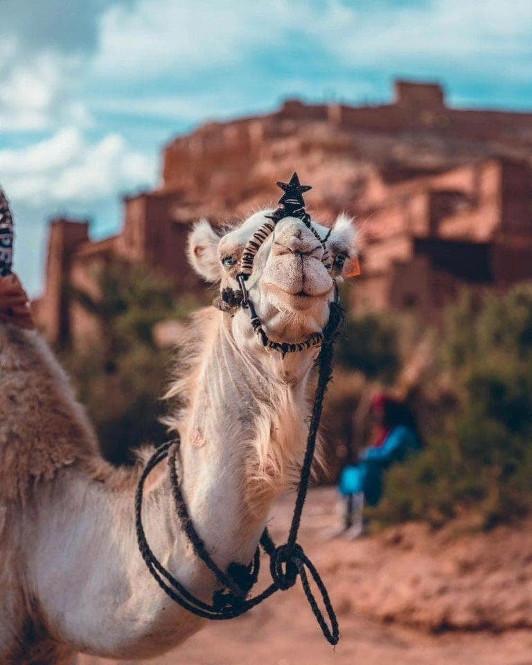 Tour di 16 giorni da Casablanca